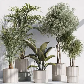 Indoor plant set in modern pot